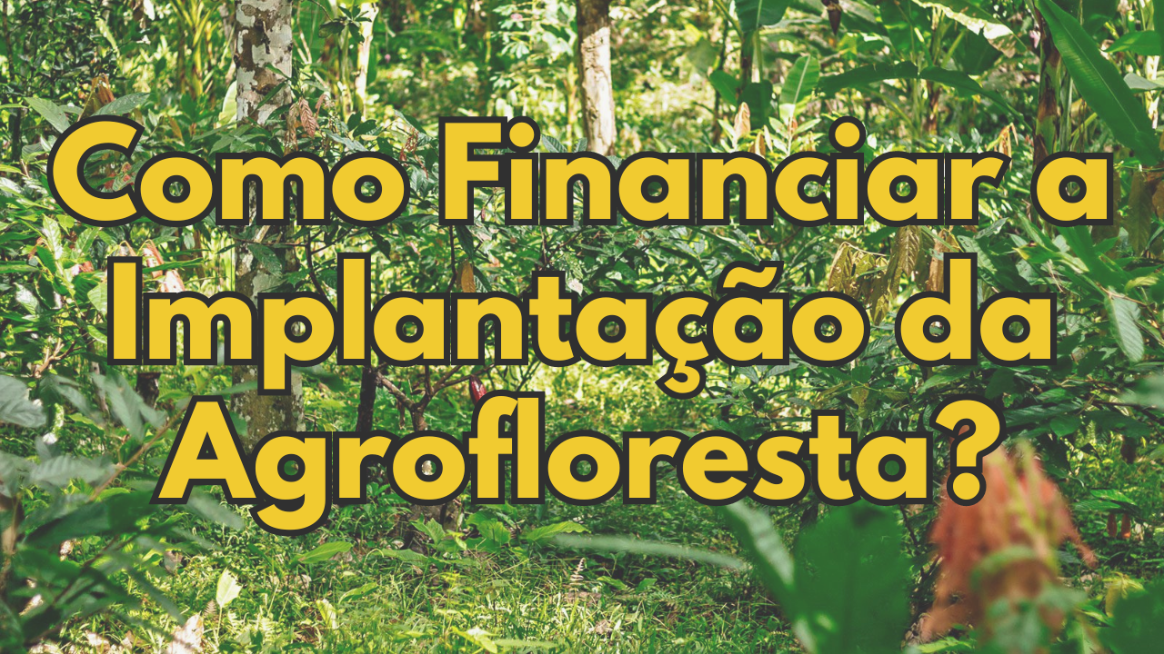 Crédito Rural Agrofloresta - Como Financiar a Implantação da Agrofloresta