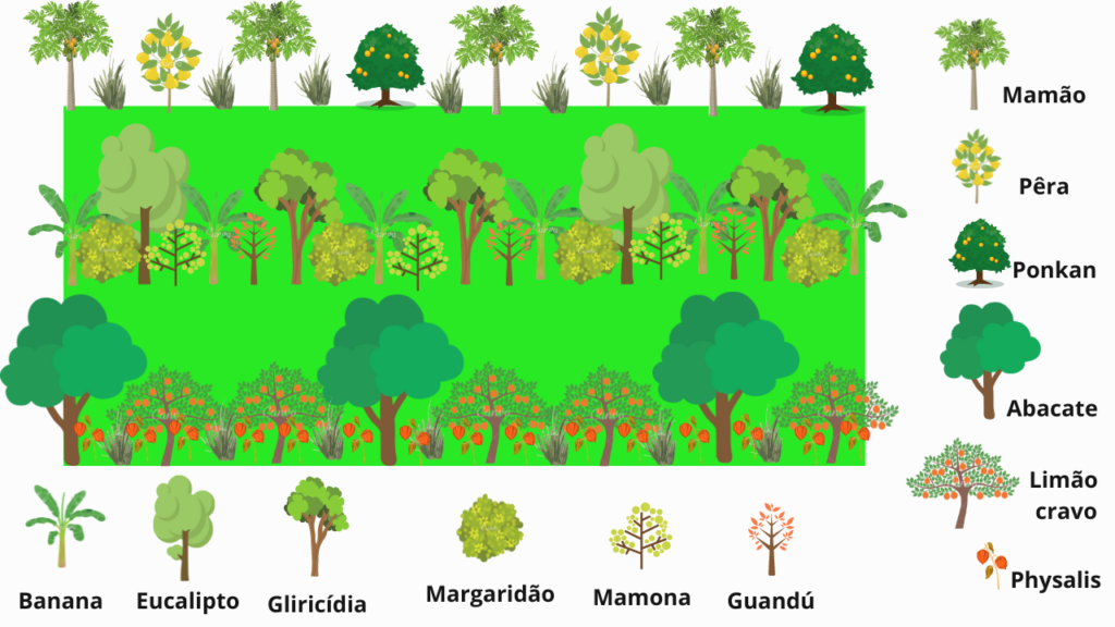 Desenho Agroflorestal Agrofloresta com Foco em Frutas