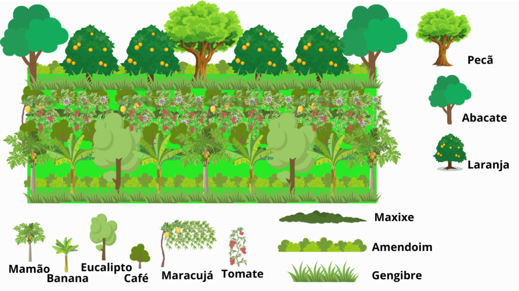 Desenho Agrofloresta Culturas Rentáveis